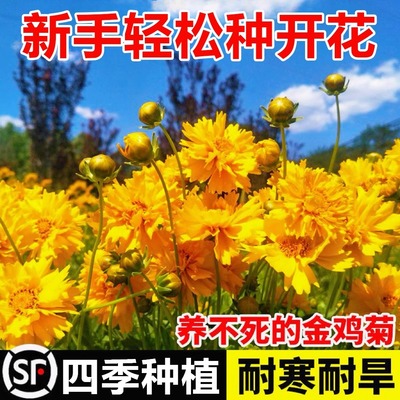 宿根花种子金鸡菊四季易种