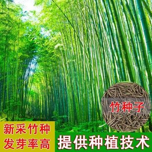 竹子种子四季庭院紫竹黄金竹罗汉竹春秋耐寒南北方毛竹种籽花种籽