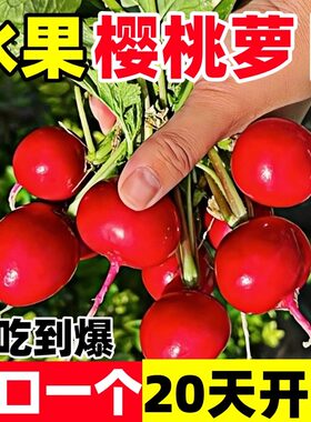 樱桃萝卜种子四季播种易活凤梨水果萝卜种籽阳台盆栽蔬菜种孑秧苗