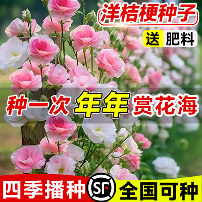洋桔梗花种子花苗四季种易活室内室外开花种孑盆栽耐寒花卉花种籽