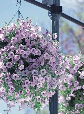 垂吊矮牵牛种子四季耐寒喇叭花卉种子室内阳台盆栽吊篮春秋花种籽