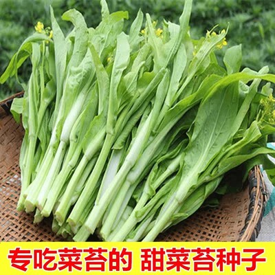白菜苔种籽甜脆耐热早熟白菜心蔬菜种籽耐寒阳台庭院菜苔种籽孑苗