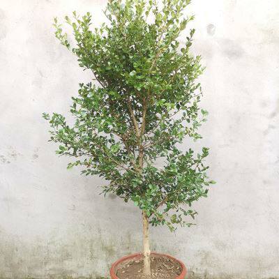 独杆黄杨树苗素材耐寒小叶瓜子黄杨高杆树桩盆景文人庭院绿化植物