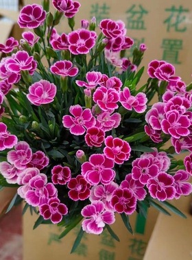 欧石竹花苗初吻常绿开花草坪多年生耐寒耐旱盆栽庭院绿化宿根粉贝