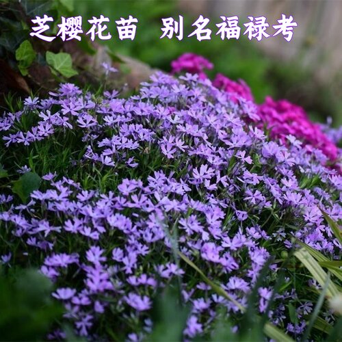 芝樱花苗丛生福禄考耐寒耐旱四季常绿草本多年生地被植物懒人草坪