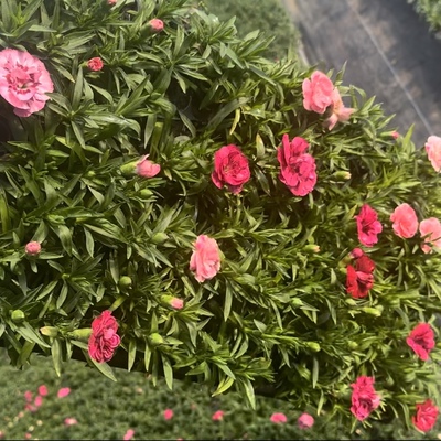 欧石竹初吻超美石竹穴苗常绿开花耐寒耐旱多年生庭院绿化四季常绿