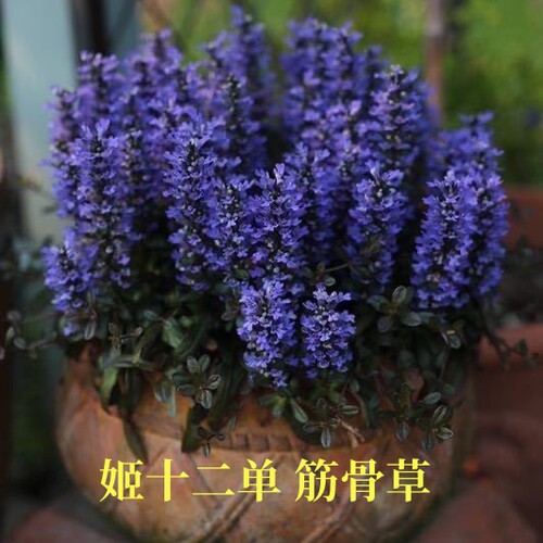 姬十二单筋骨草山野花（巧克力片）耐寒耐阴宿根多年生花镜植物