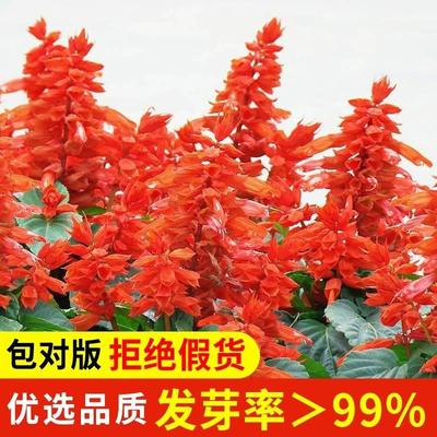 一串红种子多年生四季多年生阳台庭院象牙红串串红耐寒盆栽花种籽