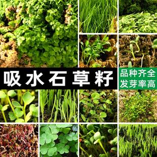 吸水石盆景草籽微植物景观假山上种的造景草籽四季播种珍珠草种子