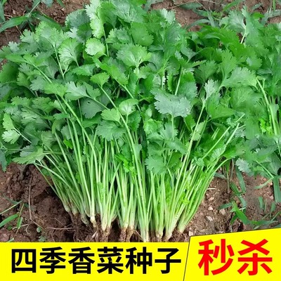 四季老香菜籽种小叶香菜种籽老品种春秋大叶香菜种子芫荽种籽孑苗
