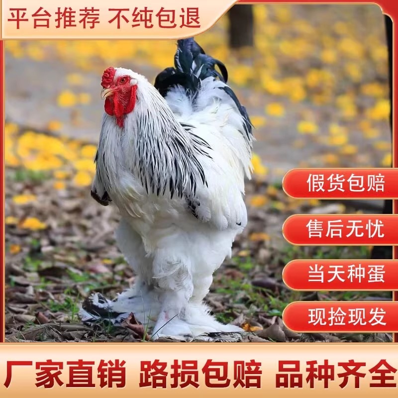 婆罗门鸡种蛋活苗纯种巨型大体梵天鸡种蛋观赏宠物鸡受精可孵化蛋