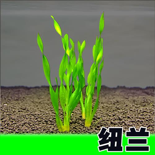 迷你小水兰水草溪流缸造景原生缸植物阴性水培生态鱼缸真草大养鱼