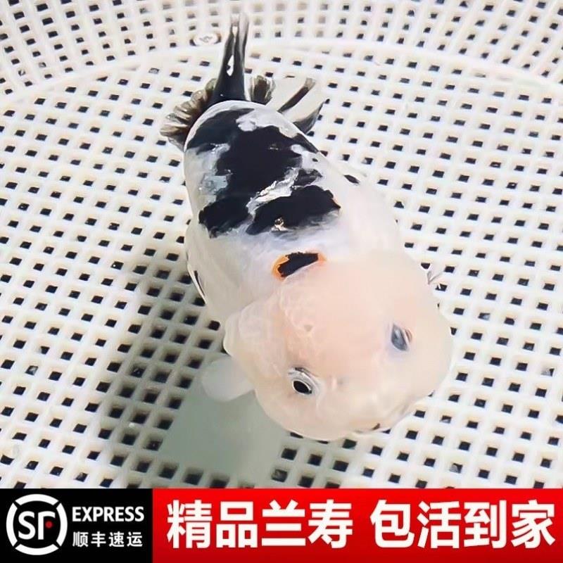 兰寿金鱼奶牛幼苗精品小鱼苗国粹赛级潘氏冷水观赏波妞纯种招财鱼