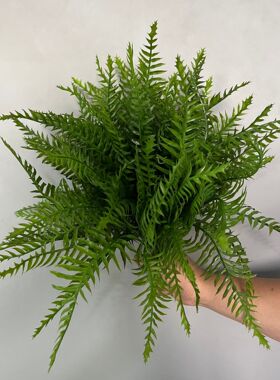 厂家现货 仿真绿植蕨类波斯草 7头喷色蜈蚣草 花艺造景塑料花