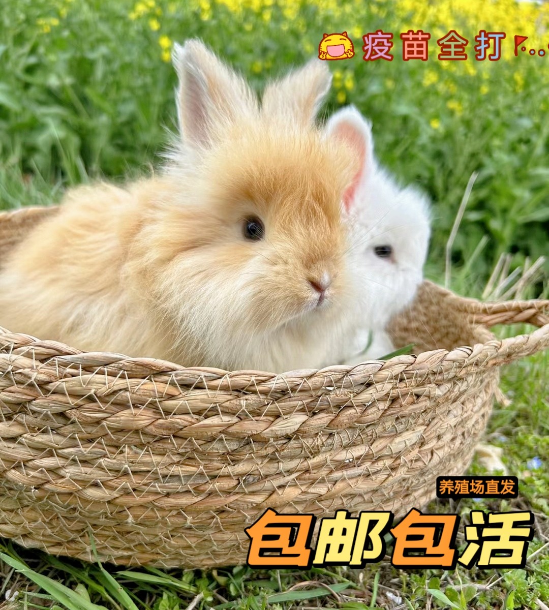 双血统彩色安哥拉巨兔纯种巨型宠物兔长毛兔子活物大型活体兔幼崽