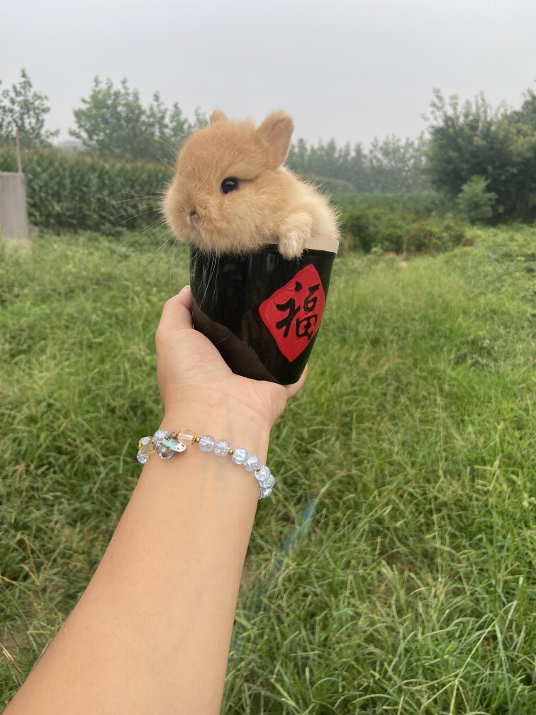 兔子活物小型迷你道奇侏儒荷兰纯种折耳兔宠物好养猫猫霜白垂耳兔