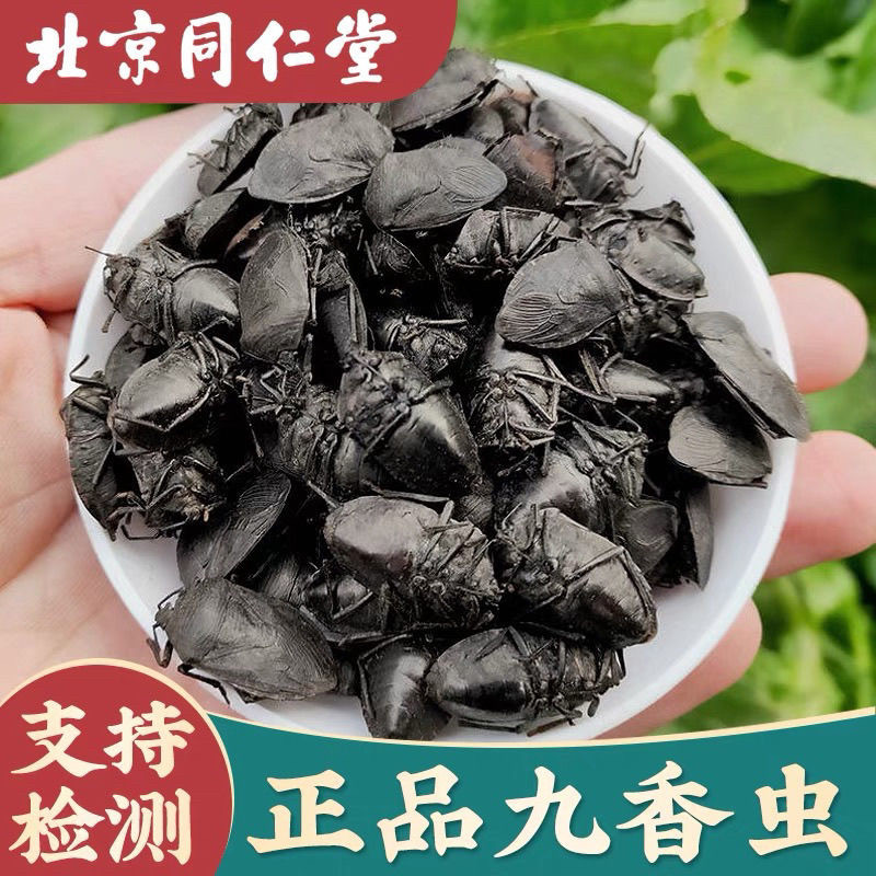 正品野生九香虫中药材云南晒干虫瓜黑屁板虫打屁虫臭壳子虫包邮