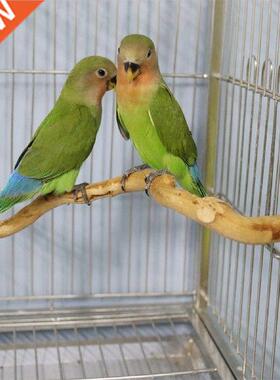 Pet Parrot Bird Standing Stick Wood Pole Parrot Toy Bird