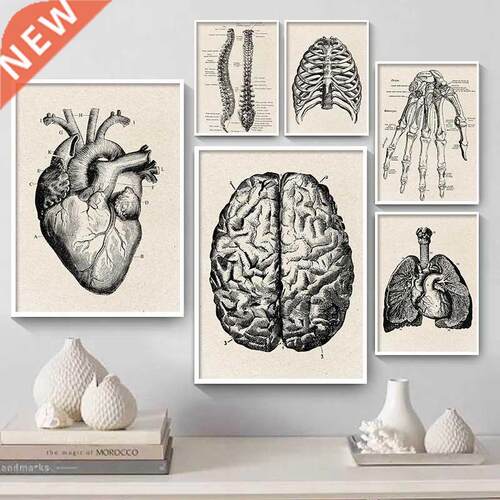 Vintge Humn ntomy Poster rtwork Medicl Wll Picture Mu