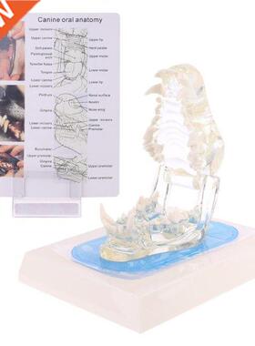 Transparent Dog Teeth Jaw Tooth Model Anatomical Teaching De