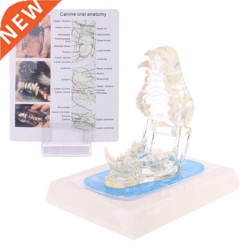 Transparent Dog Teeth Jaw Tooth Model Anatomical Teaching De