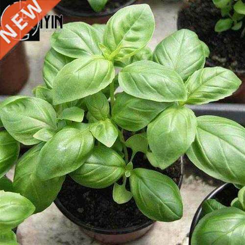 Sweet basil Seeds Bonsai Flower for Indoor Rooms Seed 40 Par