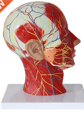 1pcs Human Life Size Head Model, Anatomically Model With