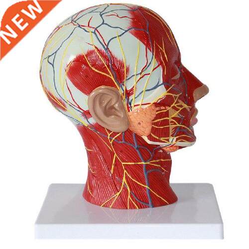 1pcs Human Life Size Head Model, Anatomically Model With