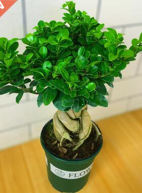 monstera lare potted reen plant indoor purification