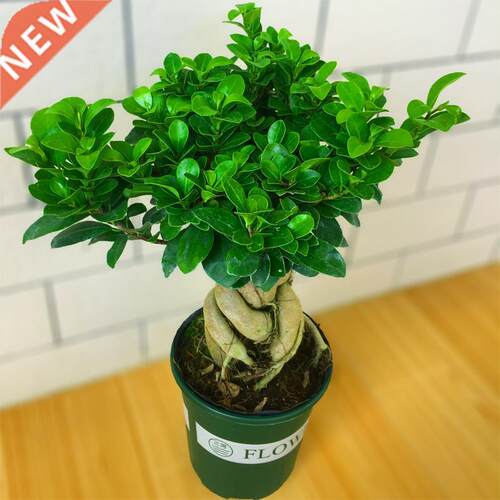 monstera lare potted reen plant indoor purification