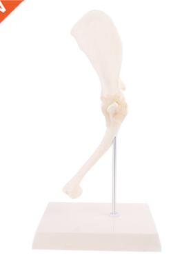 Dog Canine Shoulder Joint Model Veterinary Teaching Research