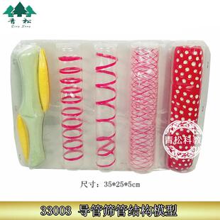 33003 导管、筛管结构模型 生物实验器材 生物教学模型 教学仪器