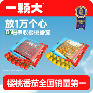 黄樱桃串番茄甄选礼盒新鲜自然熟老味道生吃水果小柿子 一颗大