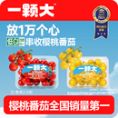 樱桃番茄红黄樱桃小串西红柿老味道新鲜自然熟生吃水果 一颗大