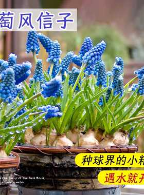 冬天室外耐寒花风信子葡