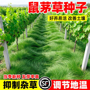 正宗鼠茅草种子多年生果园绿肥鼠茅草草种籽抑制杂草生长全国可种