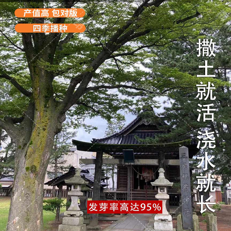 榉树种子 红榉树 小叶朴树 小叶红榉 大叶青榉种子 大叶朴树包邮