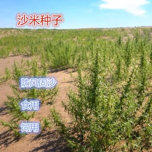 沙米种子 沙米草 牧草 饲草沙米 沙蓬草荒漠饲草耐旱耐旱牧草种子