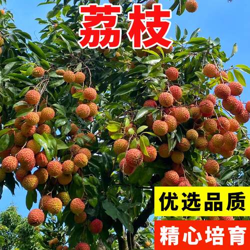 荔枝种子新采果树籽盆栽水