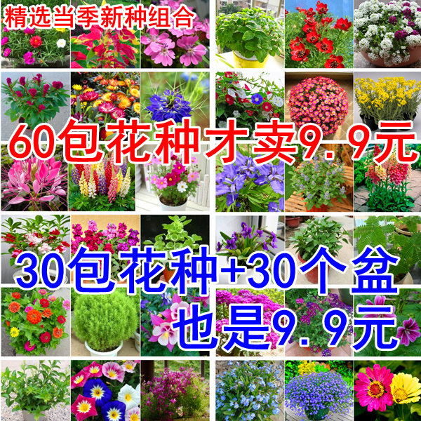 花种子大全合集四季种易活阳台盆栽花卉种籽组合套餐花籽花子
