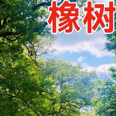 优质林木种子 橡树种子 新采苗木种子 栎树种子 栗茧 蒙古栎
