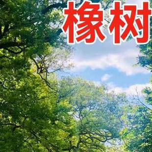 优质林木种子 橡树种子 新采苗木种子 栎树种子 栗茧 蒙古栎