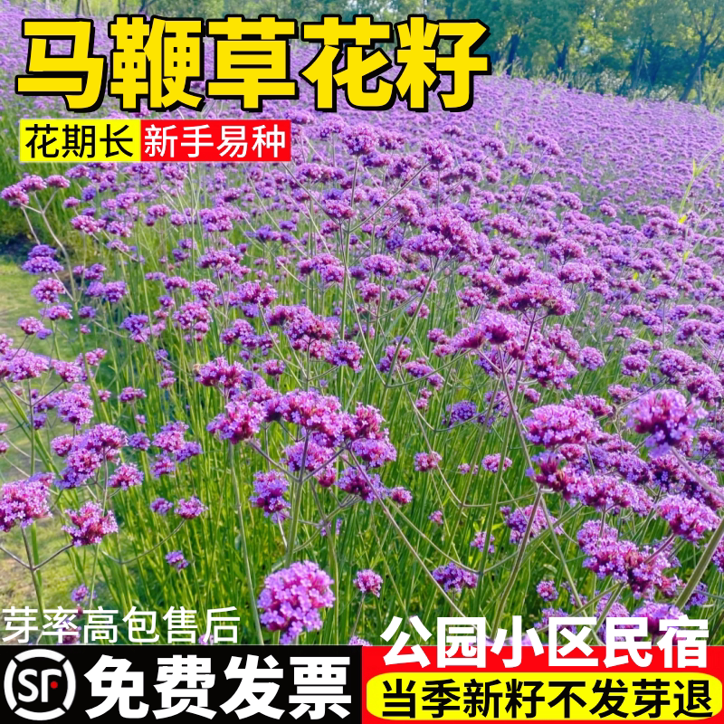 柳叶马鞭草花种子多年生耐寒花图片