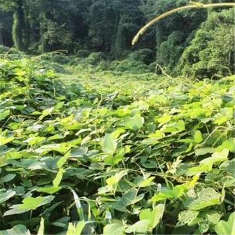 葛藤种子爬山虎牵牛花油麻藤大翼豆边坡矿山绿化护坡爬藤植物种籽