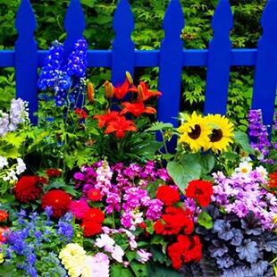 野花组合植物花种籽子室外花种混合易活路边开花庭院花草种子
