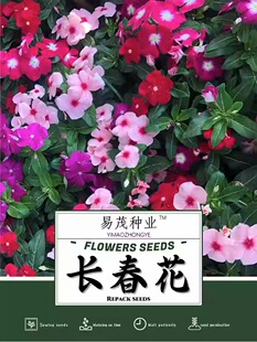 长春花种子日日春开花种籽易活播种庭院阳台盆栽耐热花卉