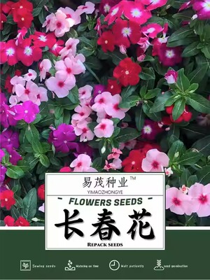 长春花种子日日春开花种籽