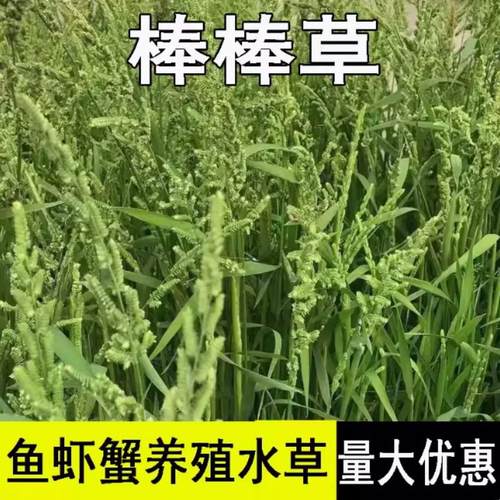 棒棒草籽种子小龙虾养殖草种