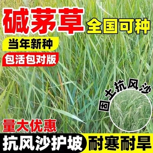 碱茅草种子无芒雀麦耐寒耐旱抗风沙护坡固土改良盐碱地冰草披碱草