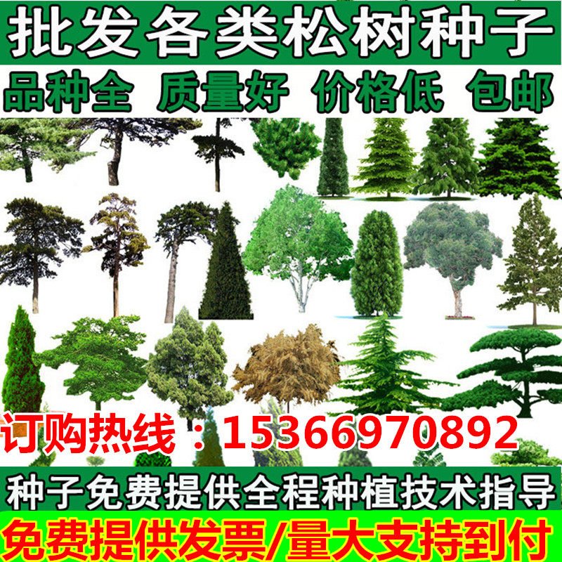 松树种子罗汉松马尾松/黑松/白皮松/华山松/油松/湿地松/雪松种子